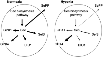 Hypoxia alters Selenoprotein synthesis